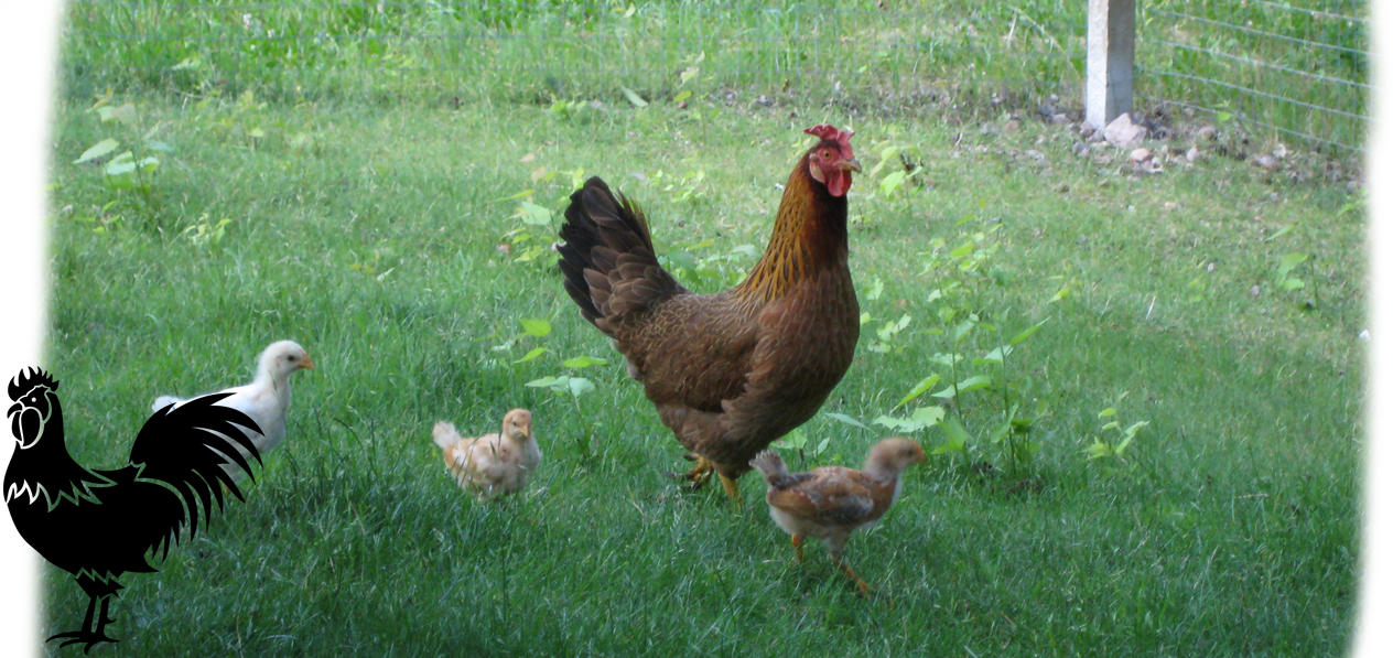 Polzhof - Chicken with chicks